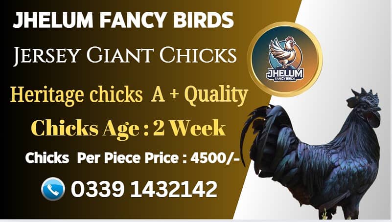 Jersey giant chick |Ayam Cemani black tongue|australorp|original Breed 5