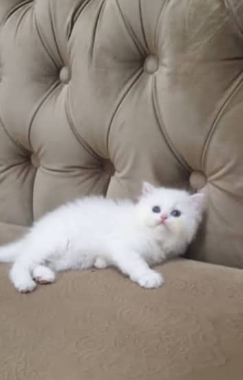 Persian kittens 1