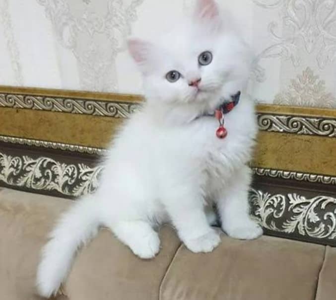 Persian kittens 2