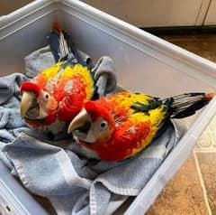 Red macaw parrot cheeks for sale good looking 03360446068