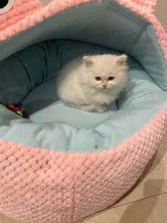 Persian Cat / Persian kittens / Punch Face Cat For Sale