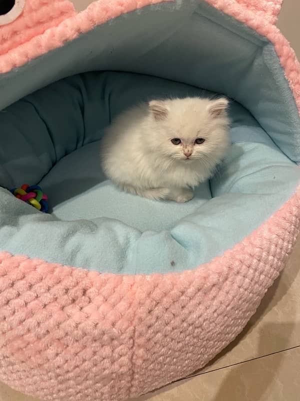 Persian Cat / Persian kittens / Punch Face Cat For Sale 0