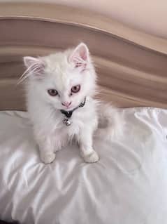 Persian cat with a semi punch face