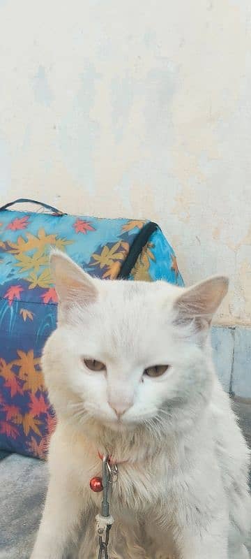 A Persian cat (male) for sale 6