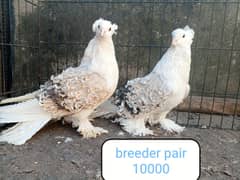 fancy pigeon | kabutar| Jacobin|  frillback saddle | amarican fantail|