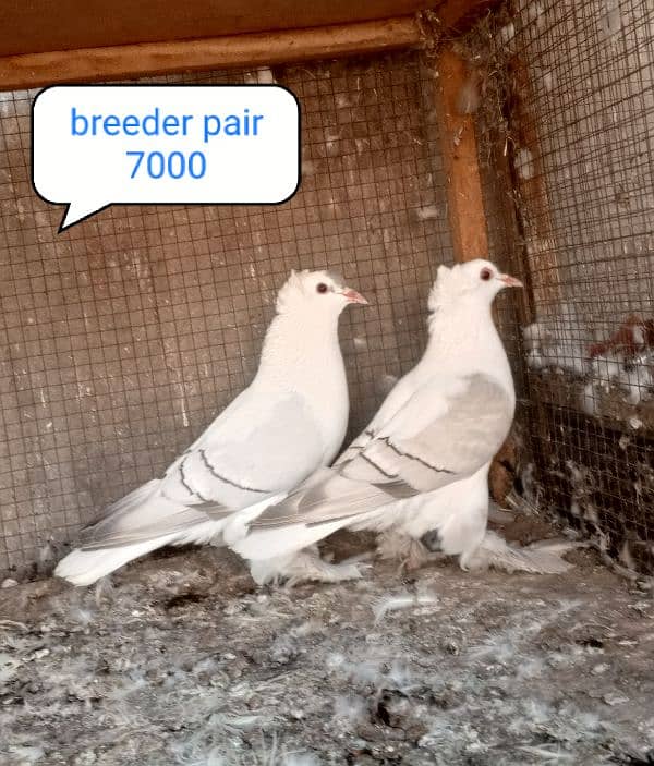 fancy pigeon | kabutar| Jacobin|  frillback saddle | amarican fantail| 7