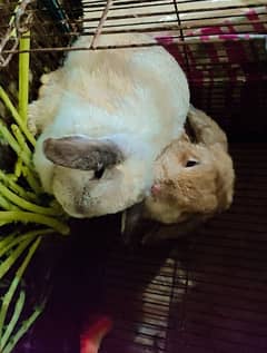 Holland Lop Rabbits Breeder Pair