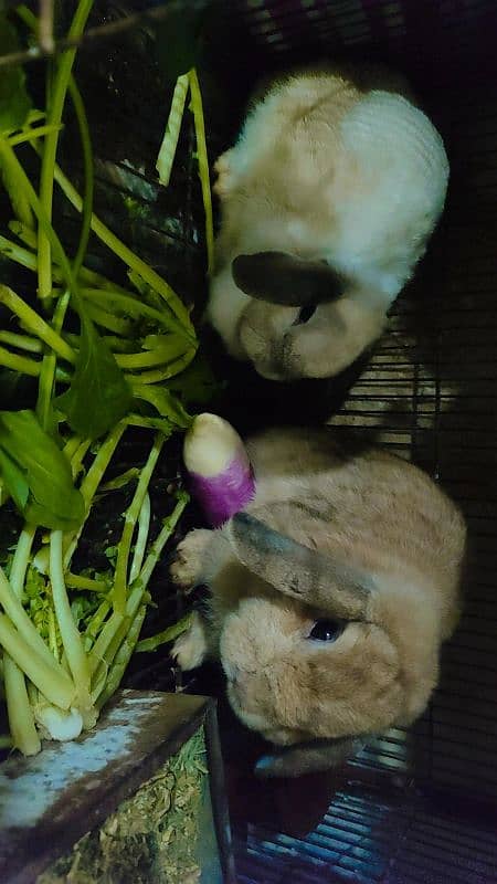 Holland Lop Rabbits Breeder Pair 1