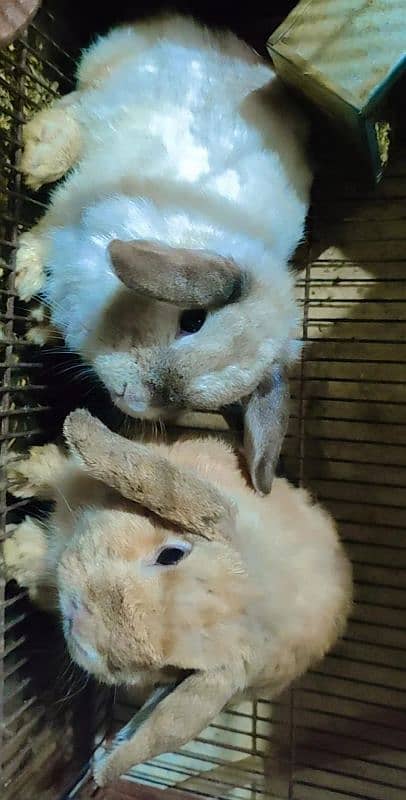 Holland Lop Rabbits Breeder Pair 2