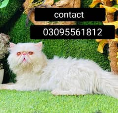 Piki face Male Cat Available For StUd service