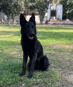 Black German shepherd females available for farm house's