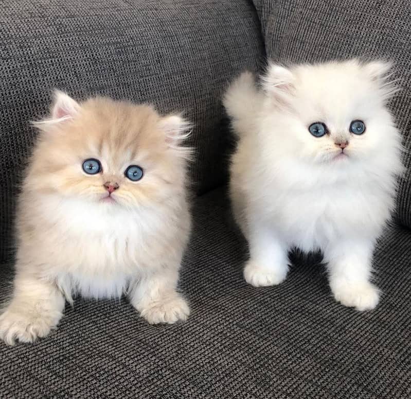 Persian kittens 03361777030 0