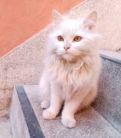 Persian female cat