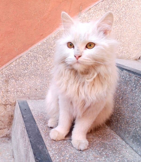 Persian female cat 0