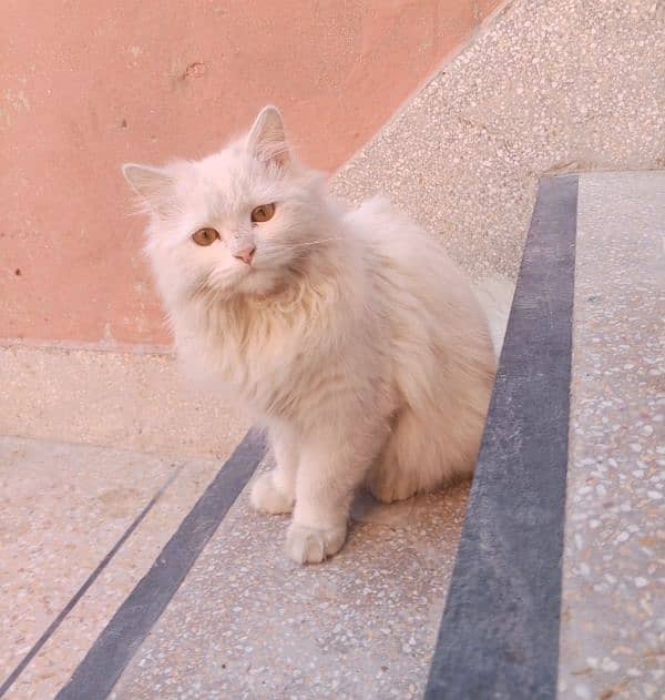 Persian female cat 1