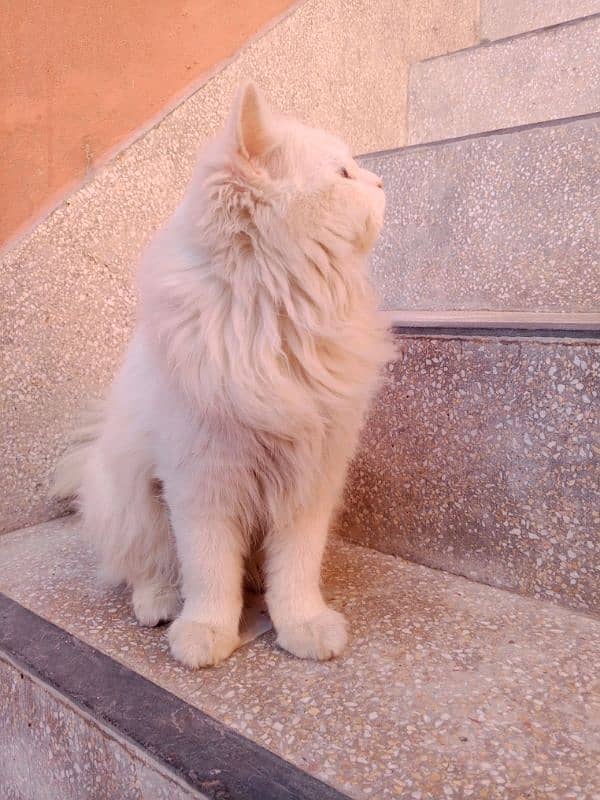 Persian female cat 2