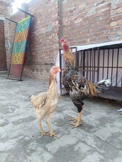 White O Shamo /Aseel pathy /king size/ shamo chicks/high Quality shamo