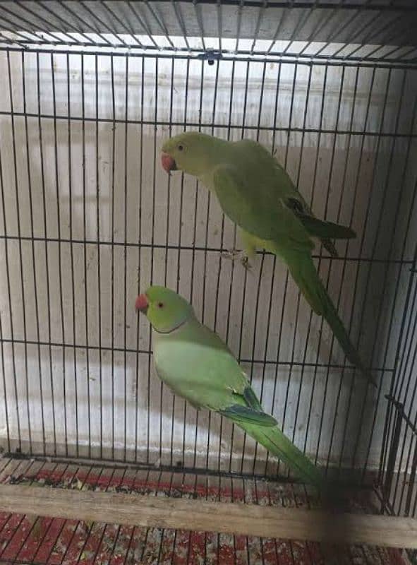 Ringneck Breeder Pair 0