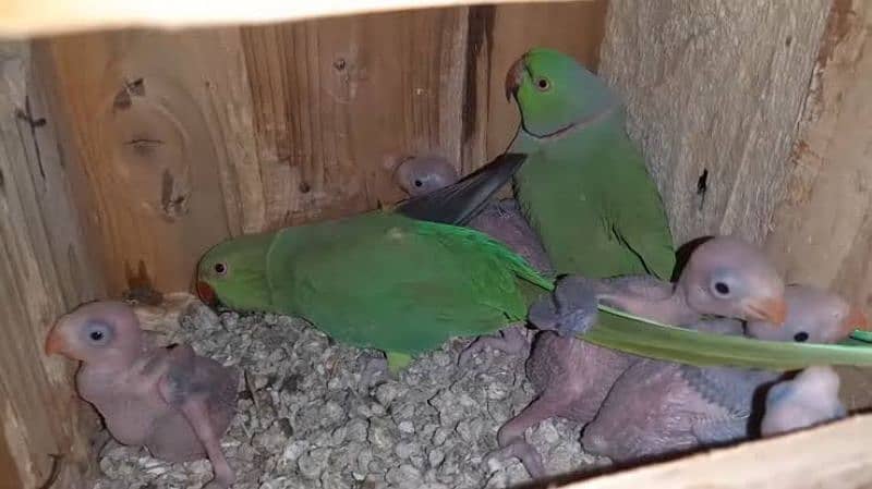 Ringneck Breeder Pair 1