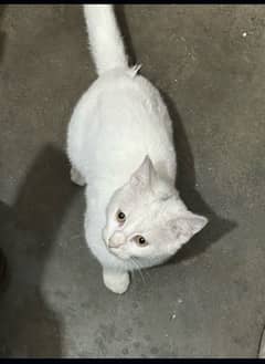 Persian white male kitten