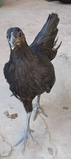 ayam cemani