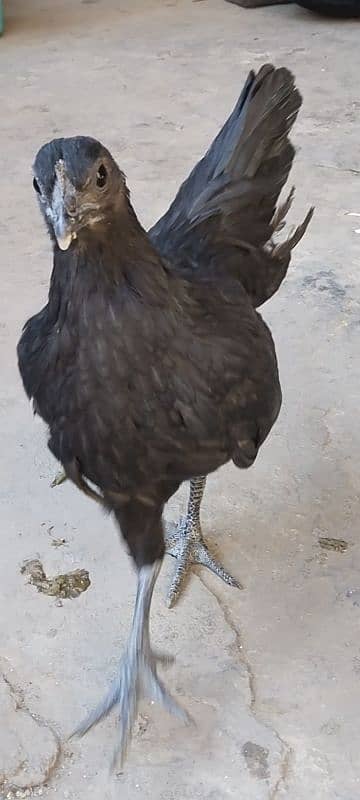 ayam cemani 0