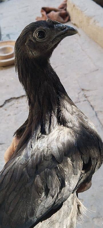 ayam cemani 1