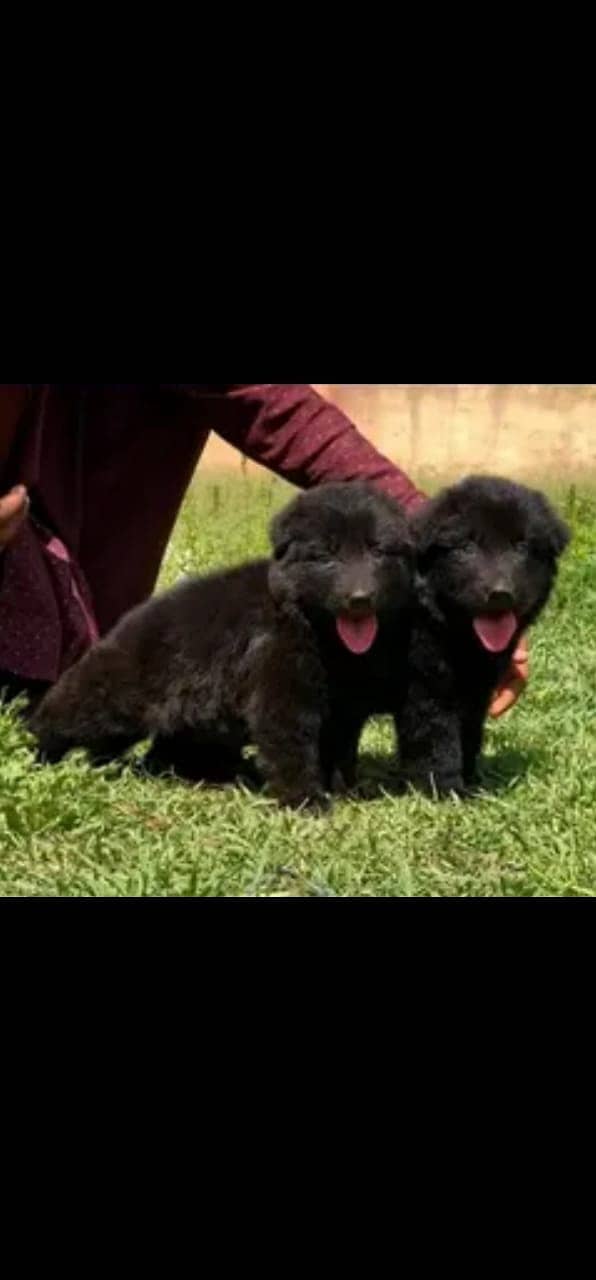 Black German Shepherd Puppies | German Shepherd Long Coat pair 1