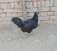 ayam cemani