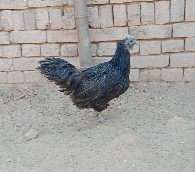 ayam cemani 0