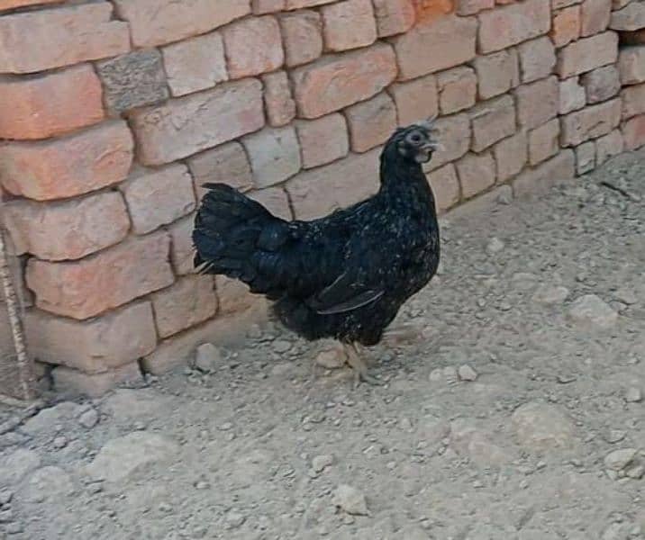 ayam cemani 1