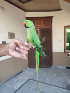 super Tamed Male parrot