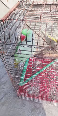 raw parrot age 4 saal