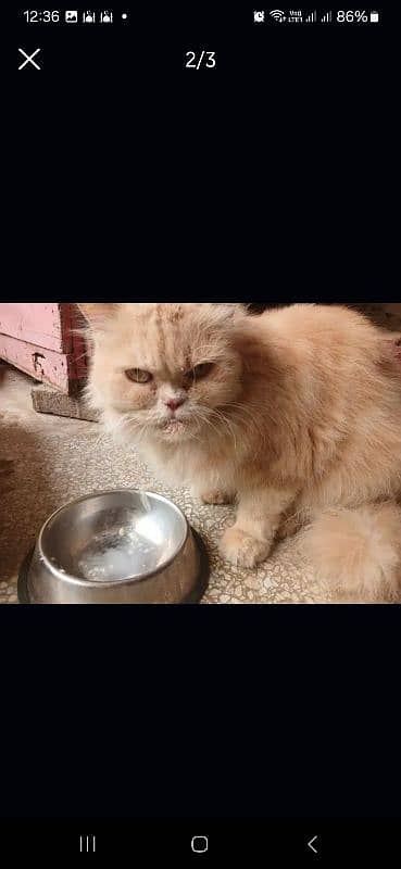 Persian cat 2