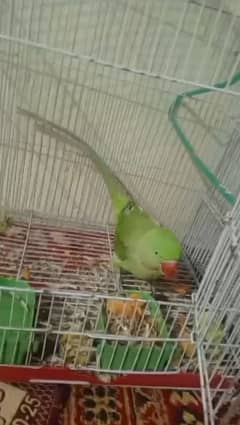 Raw parrot Female For Sale Tamed h Only Sale Not Exchange