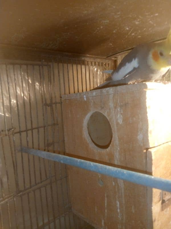 Mashaallah Cocktail Cherry Female And Gray Male Breeder Pair For Sale 2