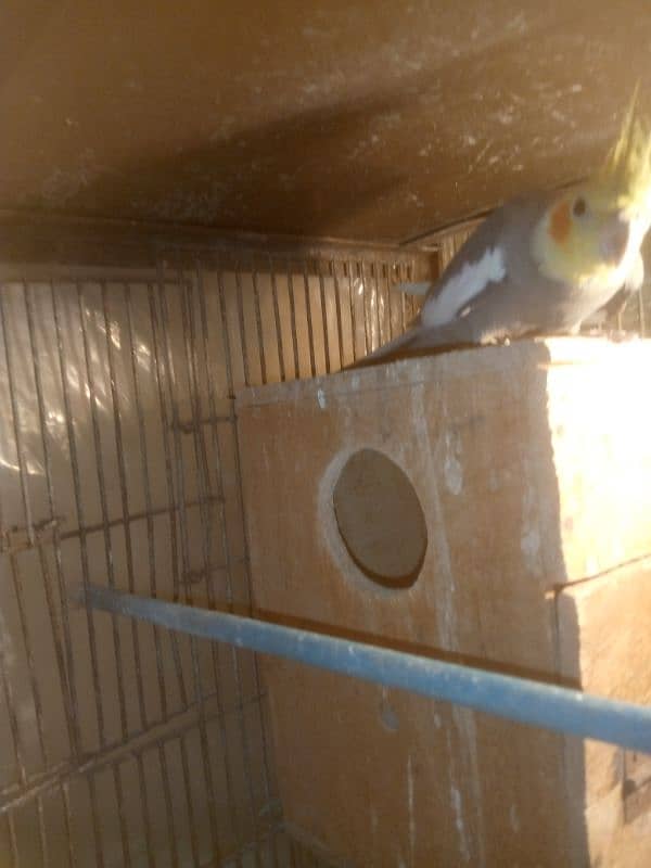 Mashaallah Cocktail Cherry Female And Gray Male Breeder Pair For Sale 3