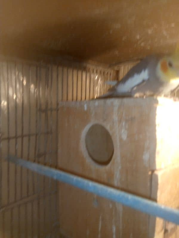 Mashaallah Cocktail Cherry Female And Gray Male Breeder Pair For Sale 4