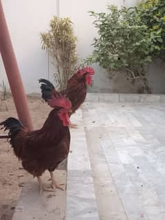 RIR Roosters / Murgha for sale