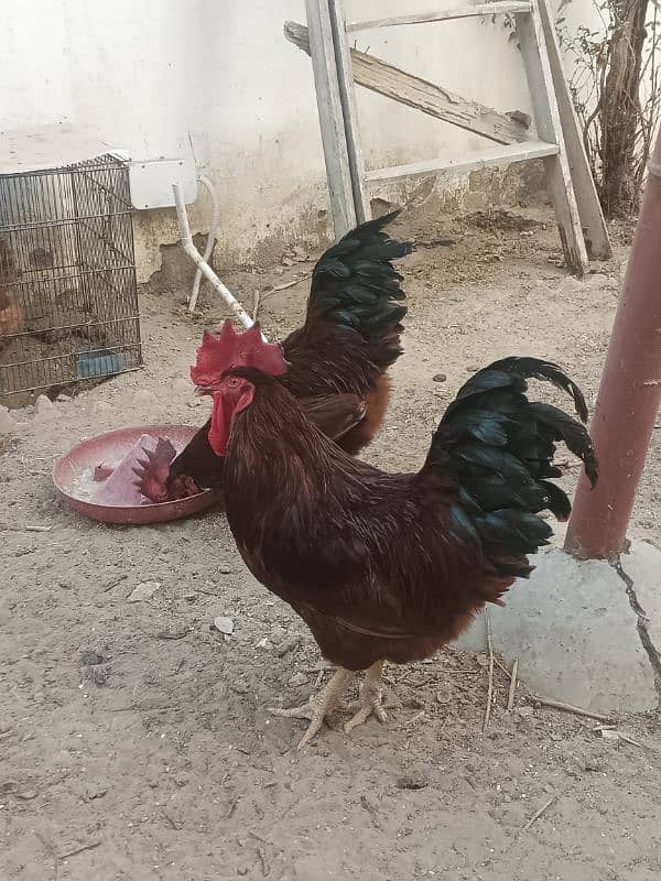 RIR Roosters / Murgha for sale 1