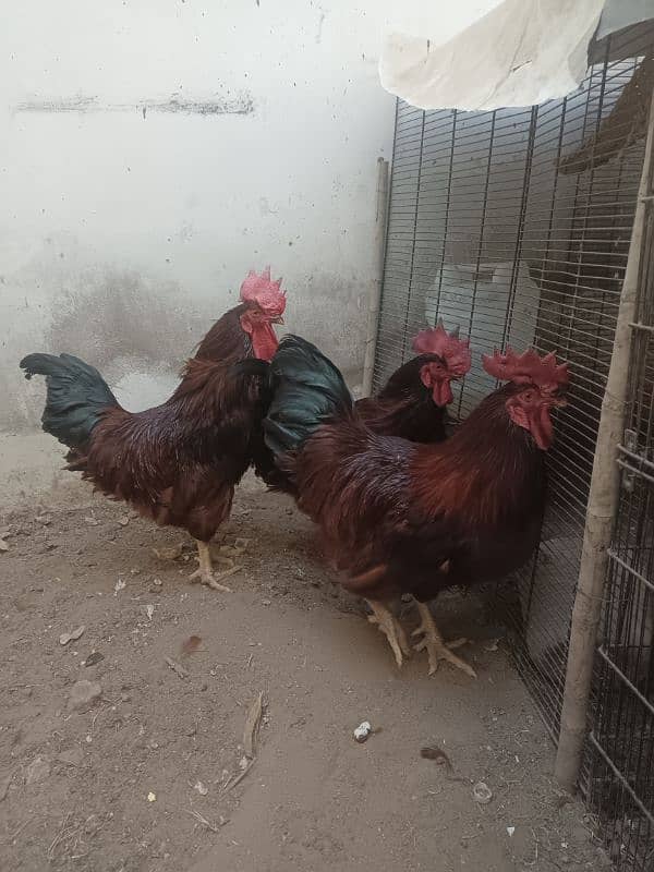 RIR Roosters / Murgha for sale 2