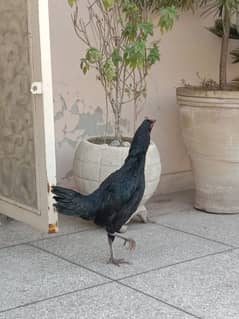 black mushki hen