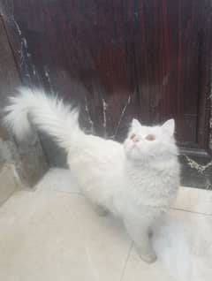 Persian female cat