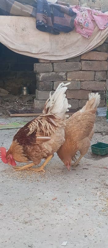 I m selling 2 murgian one murga (one male two female) hens 0