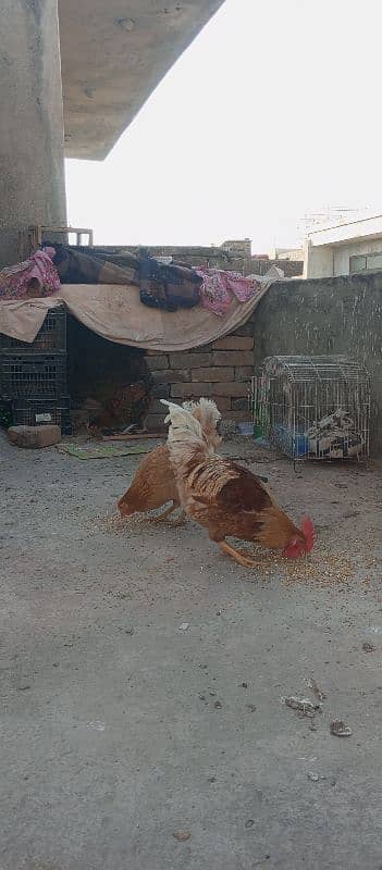 I m selling 2 murgian one murga (one male two female) hens 1