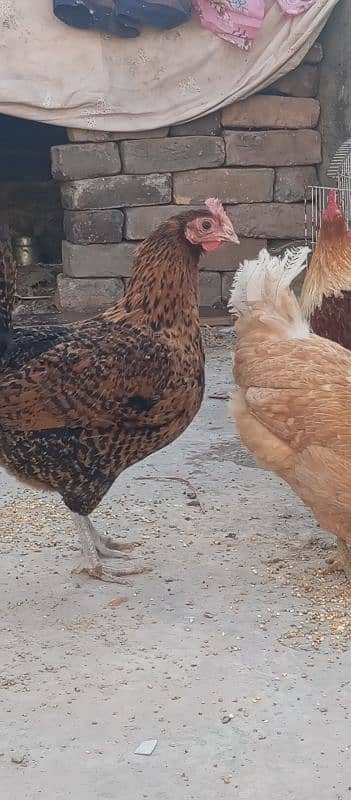 I m selling 2 murgian one murga (one male two female) hens 2