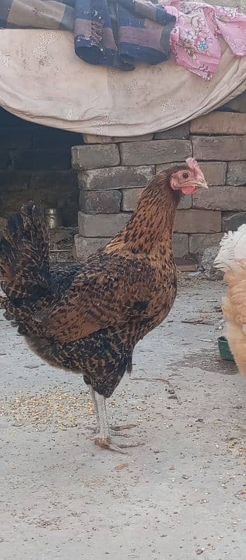 I m selling 2 murgian one murga (one male two female) hens 3