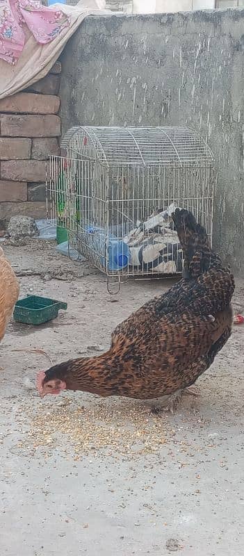 I m selling 2 murgian one murga (one male two female) hens 4