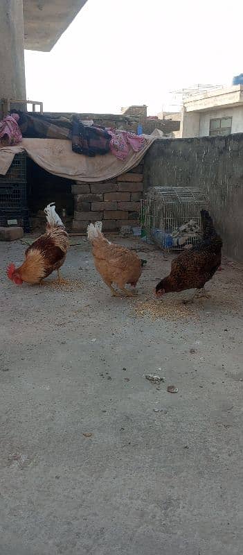 I m selling 2 murgian one murga (one male two female) hens 5