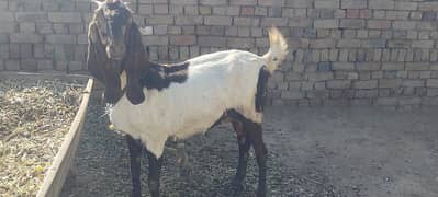 Ghaban goat